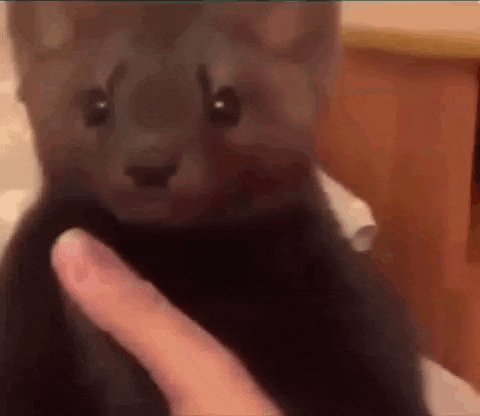 a person is petting a black cat with their fingers .