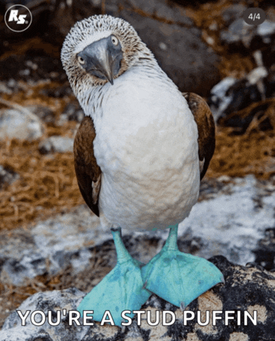 a bird with blue feet and the words you 're a stud puffin below it