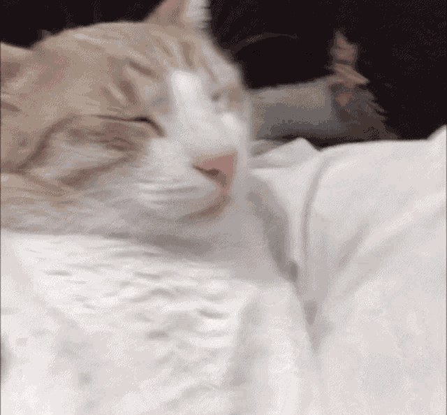 Costel Cat GIF - Costel Cat GIFs