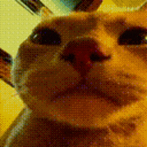 a close up of a cat 's face looking at the camera