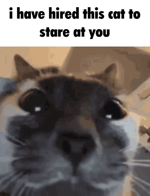This Cat I Have Hired This Cat To Stare At You GIF - This Cat I Have Hired This Cat To Stare At You Hired Cat GIFs