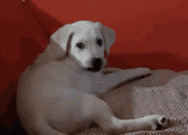 a small white dog laying on a red couch