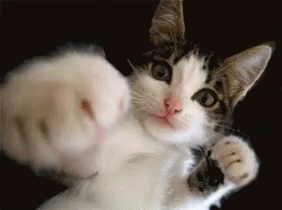 Frapper GIF - Cat Cute Punch GIFs