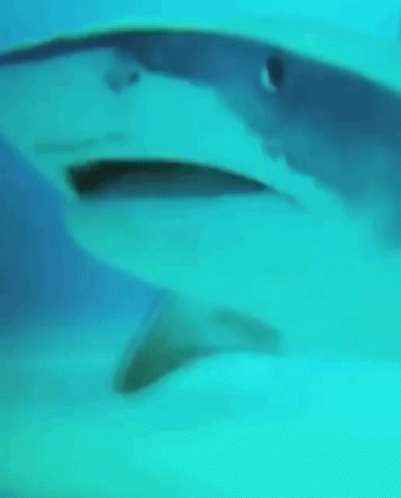 Eyeroll Shark GIF - Eyeroll Shark Whatever GIFs