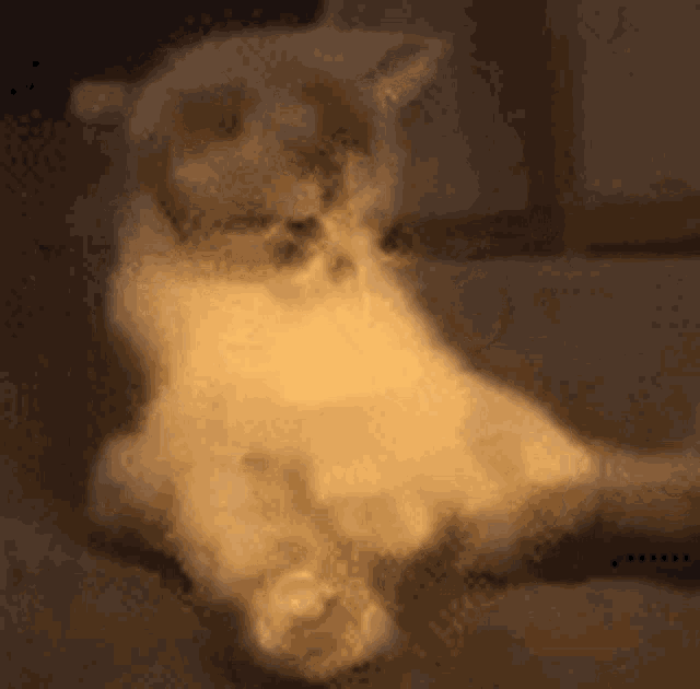 a blurred image of a cat laying on a couch
