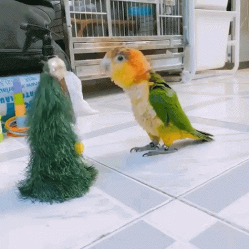 Parrot Birds GIF - Parrot Birds Dancing GIFs