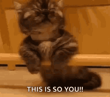 a cat is sitting on its hind legs on a wooden fence .