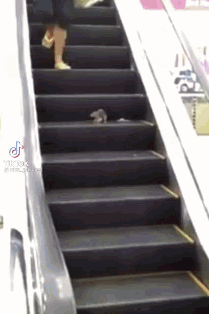 Ratatouille Scared GIF - Ratatouille Rat Scared GIFs