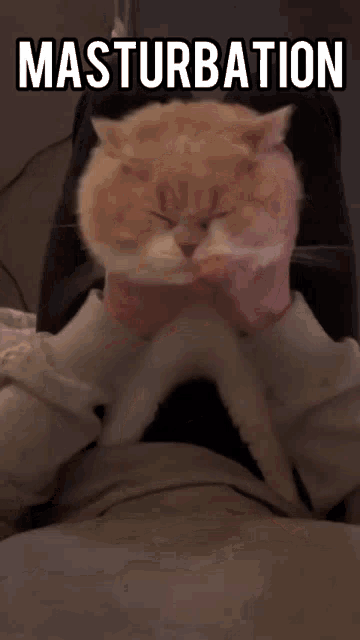 a cat is being held in someone 's lap with the words masturbation above it