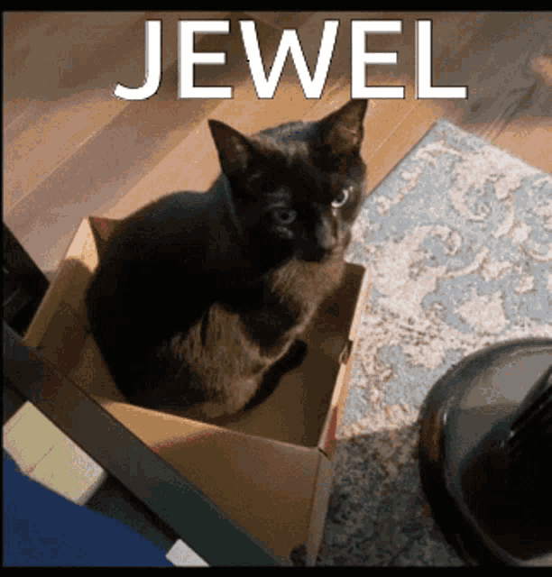 Jewel The Cat Jewel GIF - Jewel The Cat Jewel Cat GIFs