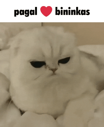 a picture of a cat with a heart and the words pagal bininkas