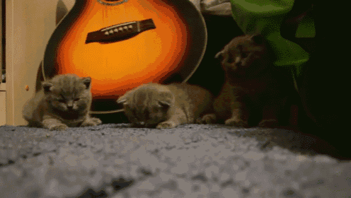 three kittens laying on a carpet next to an orange guitar