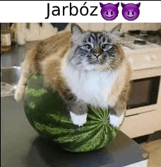 a cat is sitting on top of a large watermelon .