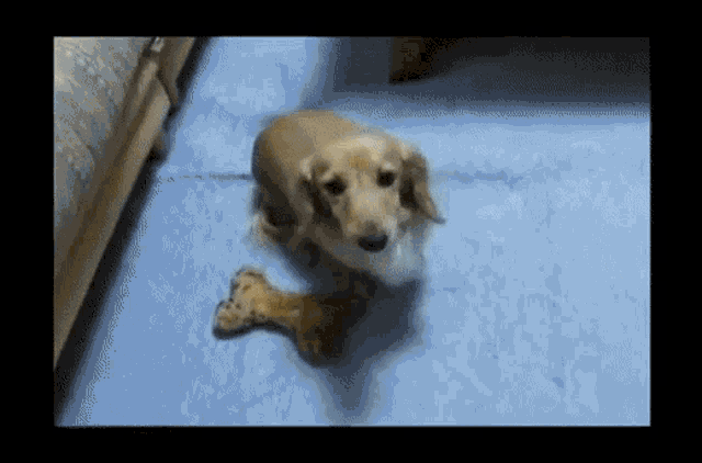 Touch Me Lying Down GIF - Touch Me Lying Down Doge GIFs