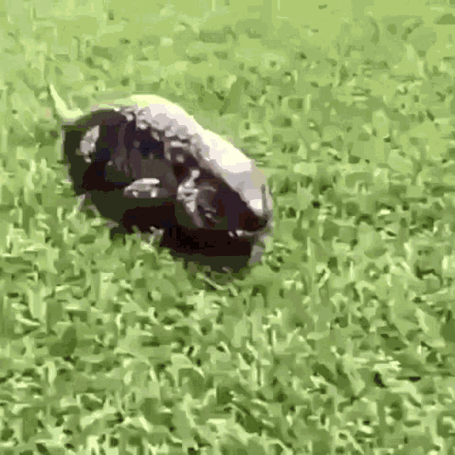 a bull is laying in the grass and looking at the camera .
