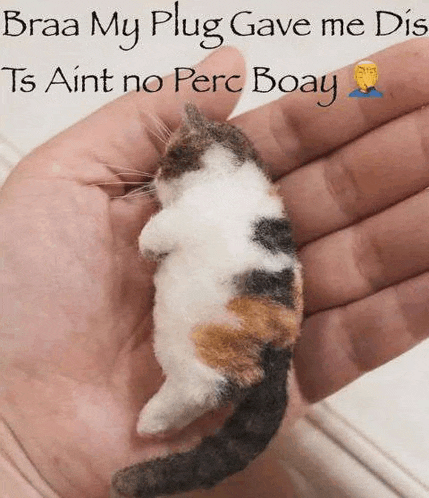 a person is holding a cat in their hand .