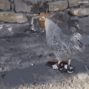 Chicken Rooster GIF - Chicken Rooster Sneakers GIFs