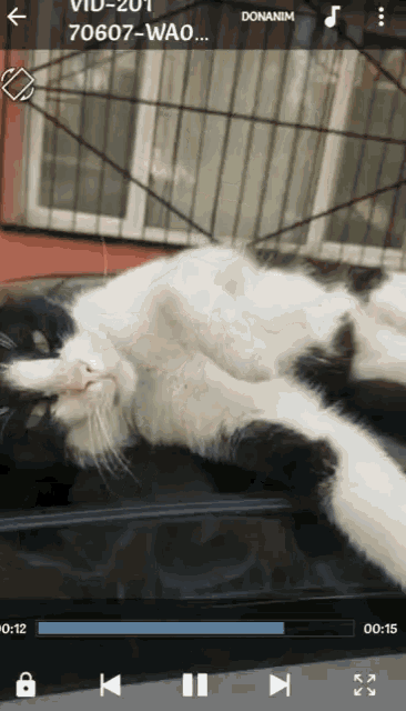 Wake Up GIF - Wake Up Cat GIFs