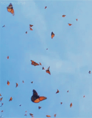 Butterflies Sky GIF - Butterflies Sky Blue GIFs