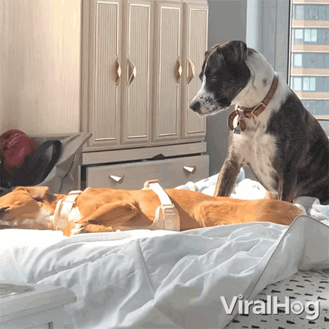 Watching The Other Dog Sleep Viralhog GIF - Watching The Other Dog Sleep Viralhog Dog Having A Dream GIFs