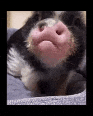 a black and white pig with a pink nose is laying on a blanket on a bed .