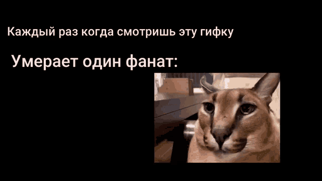 a picture of a cat with a caption in a foreign language .