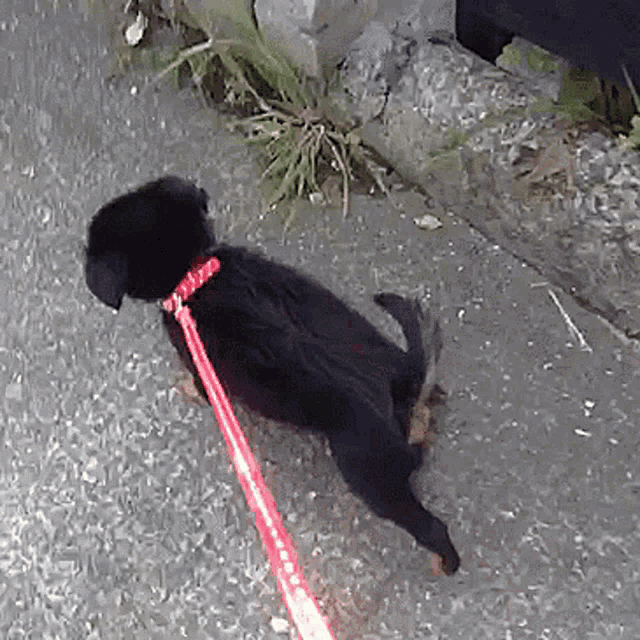 Whinnie Whinifred GIF - Whinnie Whinifred Dog GIFs