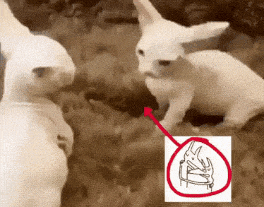 Twin Fantasy Car Seat Headrest GIF