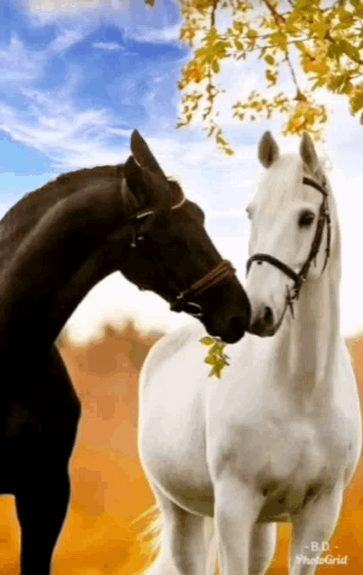 Beautiful Day Horses GIF - Beautiful Day Horses Sweet GIFs
