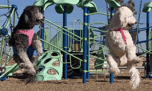 two dogs are jumping in the air at a park
