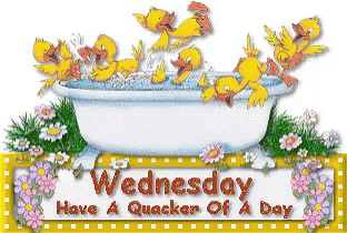 Wednesday Have A Quacker Of A Day GIF - Wednesday Have A Quacker Of A Day GIFs
