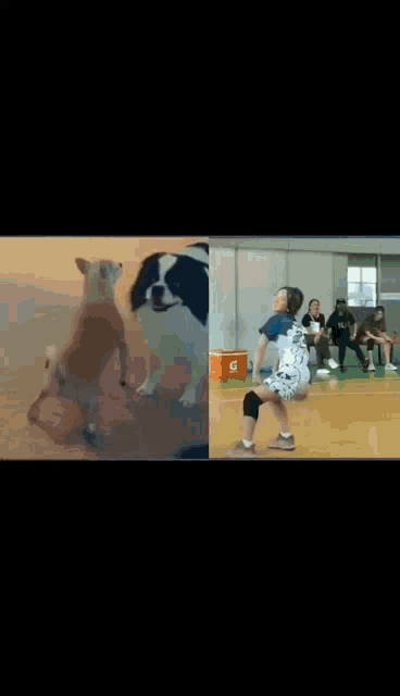 a dog is standing on its hind legs next to a girl on a basketball court