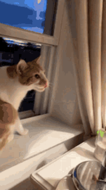 Presley Scardey GIF