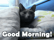 a cat is laying on a pillow with the words good morning