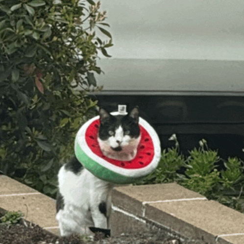 a black and white cat wearing a watermelon shaped collar