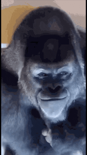 a close up of a gorilla 's face with a smile on its face