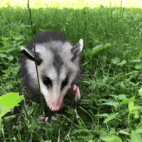 a small opossum is standing in the grass .