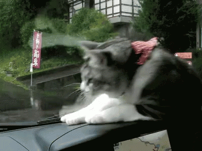 Cat Cats GIF - Cat Cats Car GIFs