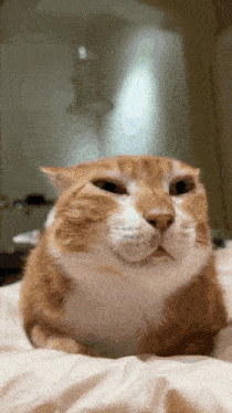 an orange and white cat is laying on a bed