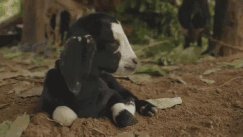 Sneeze Attack! GIF - Baby Goat Cute GIFs