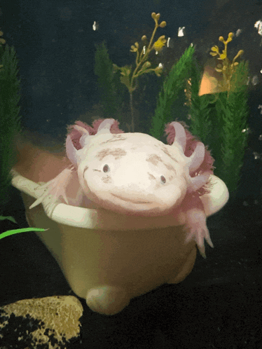 a pink and white axolotl is swimming in a tank of water