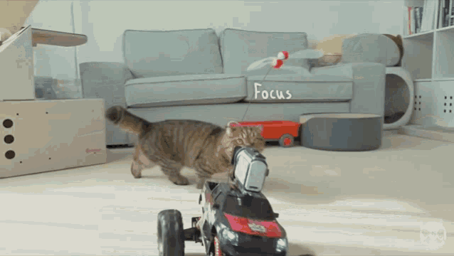 a cat playing with a toy car with the word focus written on it