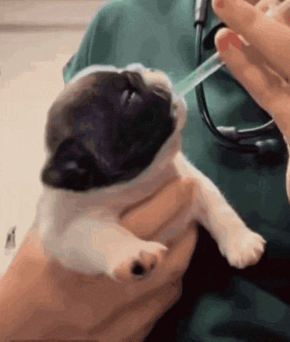 a person is holding a small puppy with a pipette in its mouth