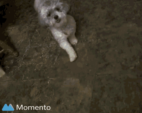 a small white dog is standing on a tiled floor with the word momento in the corner