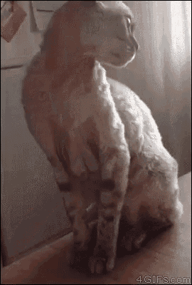 Cat Tickle GIF - Cat Tickle Stop It GIFs