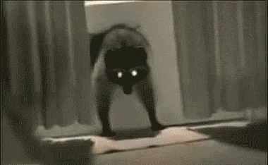 Raccoon Steals Carpet GIF - Raccoon Binatang Hewan GIFs