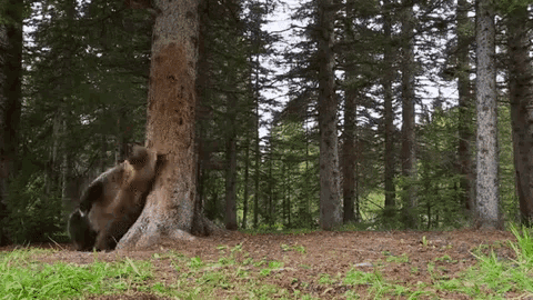 Bear Tree GIF - Bear Tree GIFs