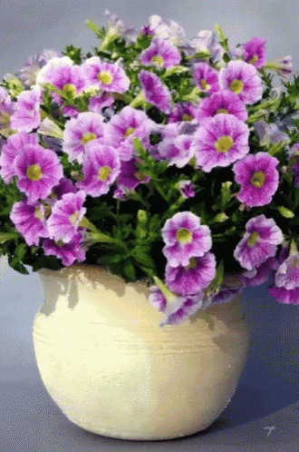 a white pot filled with purple flowers and green leaves
