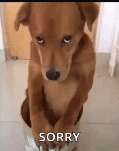 Sorry Not Sorry Dog GIF - Sorry Not Sorry Dog GIFs