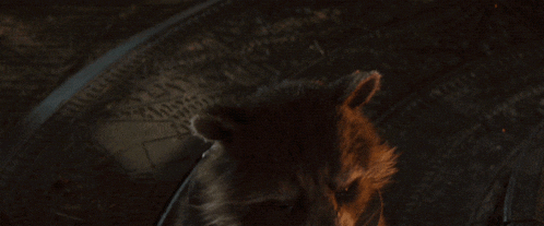 a raccoon with the word ohhnoo on the bottom